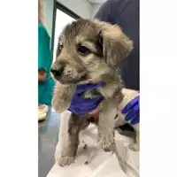 Foto dell\'animale cane - Matr. 2024/1246 - Microchip 380260170343669