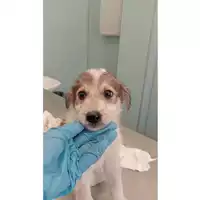 Foto dell\'animale cane - Matr. 2024/1247 - Microchip 380260170343961