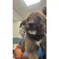 Foto dell\'animale cane - Matr. 2024/1248 - Microchip 380260170343965