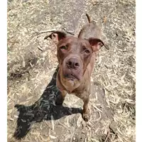 Foto dell\'animale cane - Matr. 2024/0468 - Microchip 380260044987008