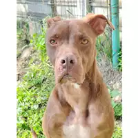 Foto dell\'animale cane - Matr. 2024/0468 - Microchip 380260044987008