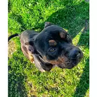 Foto dell\'animale cane - Matr. 2024/1254 - Microchip 380260170343951