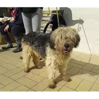 Foto dell\'animale cane - Matr. 2016/1134 - Microchip 380260042931911