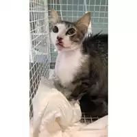 Foto dell\'animale gatto - Matr. 2024/1251 - Microchip 380260170343665
