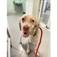 Foto dell\'animale cane - Matr. 2024/1257 - Microchip 380260102714328