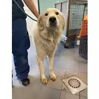 Foto dell\'animale cane - Matr. 2024/1258 - Microchip 380260170343979