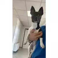 Foto dell\'animale cane - Matr. 2024/1259 - Microchip 380260102635141