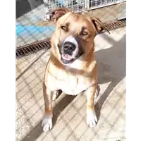 Foto dell\'animale cane - Matr. 2021/0766 - Microchip 380260004901105