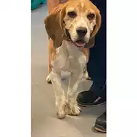 Foto dell\'animale cane - Matr. 2024/1273 - Microchip 380260002761897