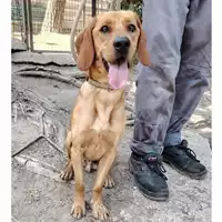 Foto dell\'animale cane - Matr. 2024/0560 - Microchip 380260102533558