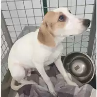 Foto dell\'animale cane - Matr. 2024/0760 - Microchip 380260044981314
