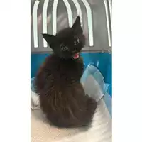 Foto dell\'animale gatto - Matr. 2024/1274 - Microchip 380260170343894
