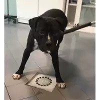 Foto dell\'animale cane - Matr. 2021/0767 - Microchip 380260101246380