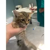 Foto dell\'animale gatto - Matr. 2024/1276 - Microchip 380260170343897