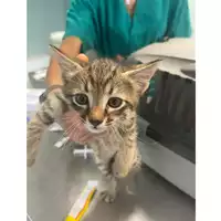 Foto dell\'animale gatto - Matr. 2024/1275 - Microchip 380260170343883