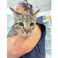 Foto dell\'animale gatto - Matr. 2024/1271 - Microchip 380260170343882