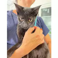 Foto dell\'animale gatto - Matr. 2024/1270 - Microchip 380260170343885