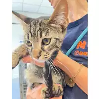 Foto dell\'animale gatto - Matr. 2024/1269 - Microchip 380260170343890