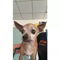 Foto dell\'animale cane - Matr. 2024/1282 - Microchip 380260002412566