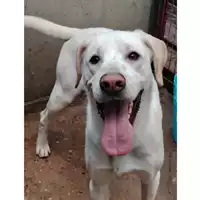 Foto dell\'animale cane - Matr. 2024/0218 - Microchip 380260044979546