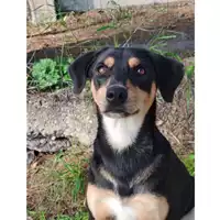 Foto dell\'animale cane - Matr. 2023/1584 - Microchip 380260045071933