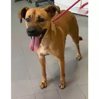 Foto dell\'animale cane - Matr. 2024/1285 - Microchip 380260170343884