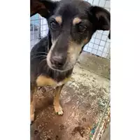 Foto dell\'animale cane - Matr. 2024/1287 - Microchip 380260002253909