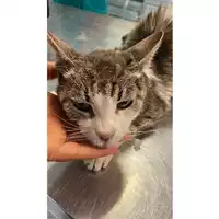 Foto dell\'animale gatto - Matr. 2024/1286 - Microchip 380260170343895