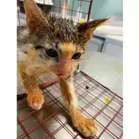 Foto dell\'animale gatto - Matr. 2024/1288 - Microchip 380260170343941