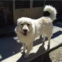 Foto dell\'animale cane - Matr. 2021/0784 - Microchip 380260044281245