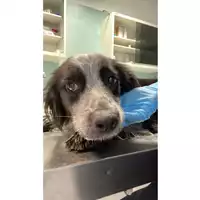 Foto dell\'animale cane - Matr. 2024/1298 - Microchip 380260044998147