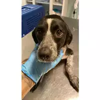 Foto dell\'animale cane - Matr. 2024/1297 - Microchip 380260170343944