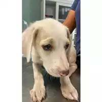 Foto dell\'animale cane - Matr. 2024/1295 - Microchip 380260170343952