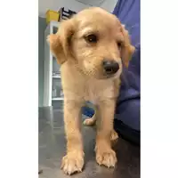 Foto dell\'animale cane - Matr. 2024/1294 - Microchip 380260170343948