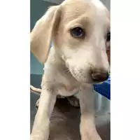 Foto dell\'animale cane - Matr. 2024/1290 - Microchip 380260170343959