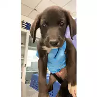 Foto dell\'animale cane - Matr. 2024/1292 - Microchip 380260170343954