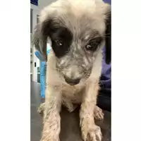 Foto dell\'animale cane - Matr. 2024/1293 - Microchip 380260044997940