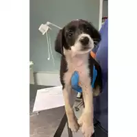 Foto dell\'animale cane - Matr. 2024/1296 - Microchip 380260170343956