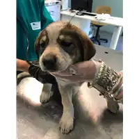 Foto dell\'animale cane - Matr. 2021/0768 - Microchip 380260044280439