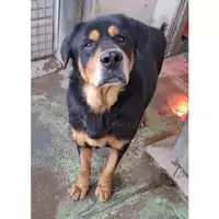 Foto dell\'animale cane - Matr. 2024/1300 - Microchip 380260044981366