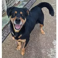 Foto dell\'animale cane - Matr. 2024/1299 - Microchip 380260044998495