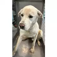Foto dell\'animale cane - Matr. 2024/1301 - Microchip 380260101794925