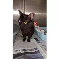 Foto dell\'animale gatto - Matr. 2024/1303 - Microchip 380260044997925