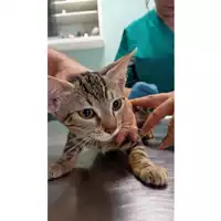 Foto dell\'animale gatto - Matr. 2024/1304 - Microchip 380260044998036