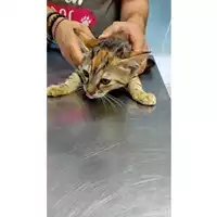 Foto dell\'animale gatto - Matr. 2024/1308 - Microchip 380260044997911