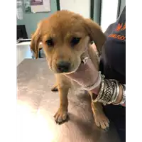 Foto dell\'animale cane - Matr. 2021/0769 - Microchip 380260044279895