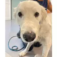 Foto dell\'animale cane - Matr. 2024/1310 - Microchip 380260102737978