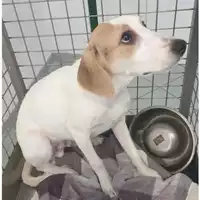Foto dell\'animale cane - Matr. 2024/0760 - Microchip 380260044981314