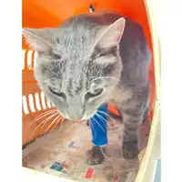 Foto dell\'animale gatto - Matr. 2024/1311 - Microchip 380260044998307