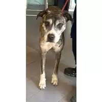Foto dell\'animale cane - Matr. 2024/1312 - Microchip 380260004900941